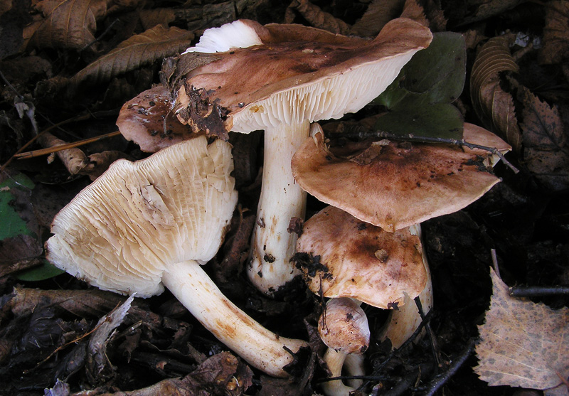 Tricholoma populinum